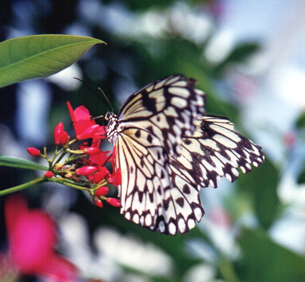 Butterfly (c) Sherry Fundin
