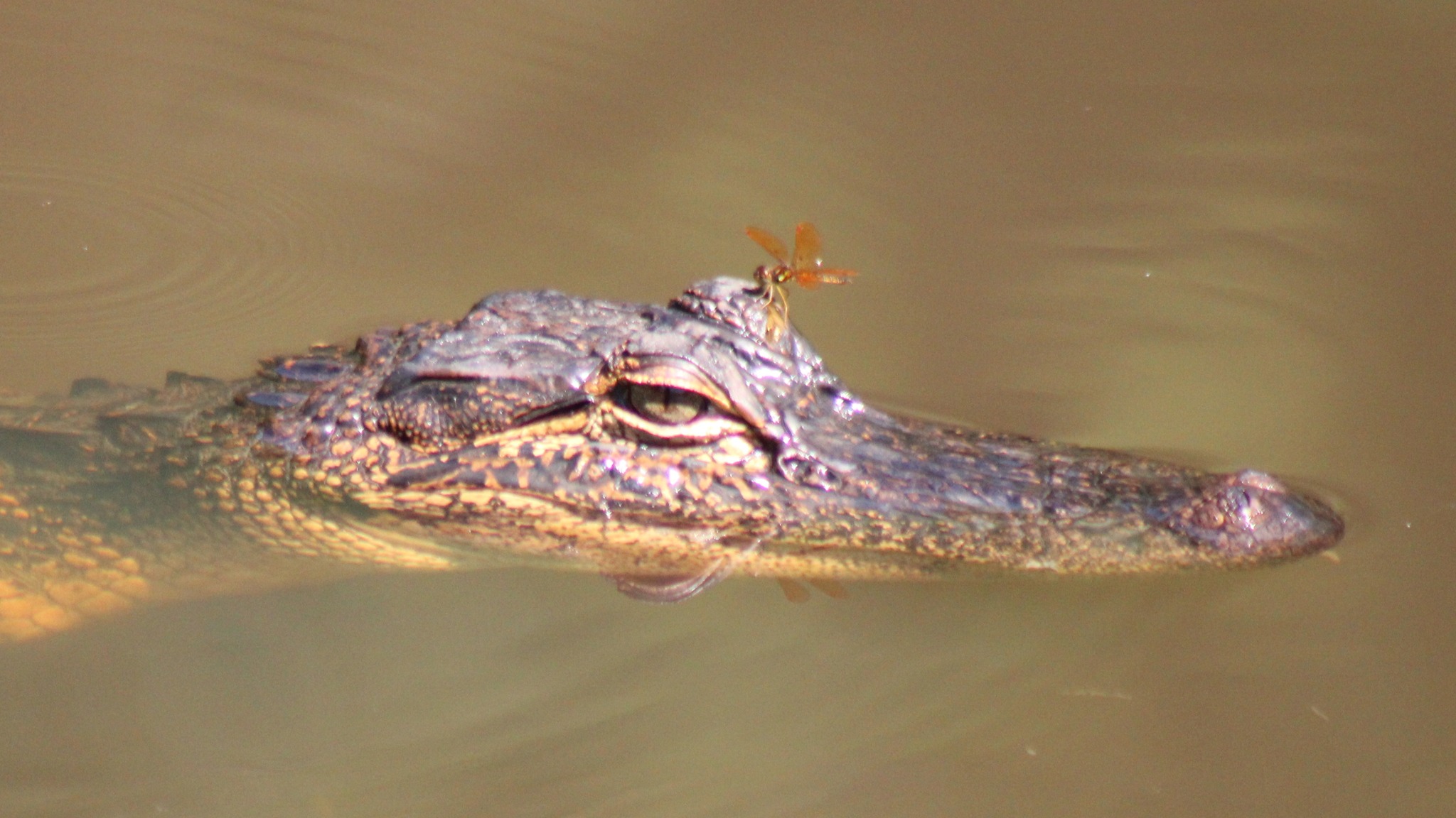 Dragonfly Resting On A Gator #alligator #dagonfly ...